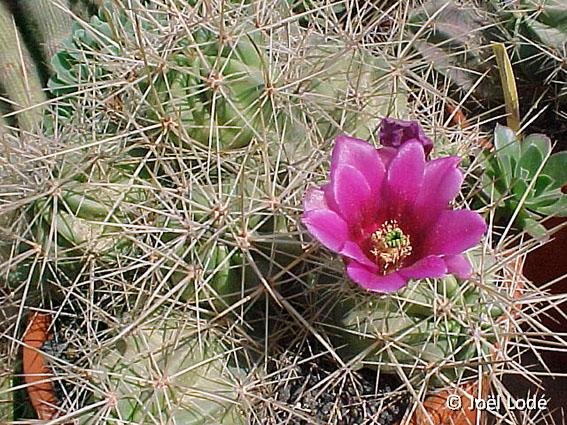 Echinocereus conglomeratus (non stramineus...) JL1182